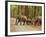 Royal Bengal Tiger Watching, Ranthambhor National Park, India-Jagdeep Rajput-Framed Photographic Print