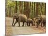 Royal Bengal Tiger Watching, Ranthambhor National Park, India-Jagdeep Rajput-Mounted Photographic Print