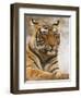 Royal Bengal Tiger Watching, Ranthambhor National Park, India-Jagdeep Rajput-Framed Premium Photographic Print