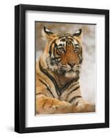 Royal Bengal Tiger Watching, Ranthambhor National Park, India-Jagdeep Rajput-Framed Premium Photographic Print