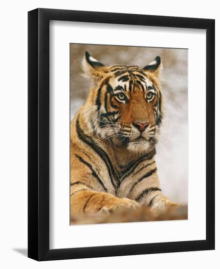 Royal Bengal Tiger Watching, Ranthambhor National Park, India-Jagdeep Rajput-Framed Premium Photographic Print