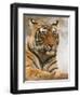 Royal Bengal Tiger Watching, Ranthambhor National Park, India-Jagdeep Rajput-Framed Premium Photographic Print