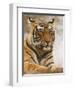 Royal Bengal Tiger Watching, Ranthambhor National Park, India-Jagdeep Rajput-Framed Premium Photographic Print