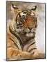 Royal Bengal Tiger Watching, Ranthambhor National Park, India-Jagdeep Rajput-Mounted Photographic Print