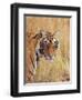 Royal Bengal Tiger Watching, Ranthambhor National Park, India-Jagdeep Rajput-Framed Photographic Print