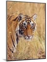 Royal Bengal Tiger Watching, Ranthambhor National Park, India-Jagdeep Rajput-Mounted Photographic Print