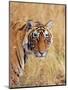 Royal Bengal Tiger Watching, Ranthambhor National Park, India-Jagdeep Rajput-Mounted Photographic Print