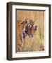 Royal Bengal Tiger Watching, Ranthambhor National Park, India-Jagdeep Rajput-Framed Premium Photographic Print