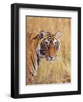 Royal Bengal Tiger Watching, Ranthambhor National Park, India-Jagdeep Rajput-Framed Premium Photographic Print