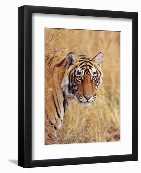 Royal Bengal Tiger Watching, Ranthambhor National Park, India-Jagdeep Rajput-Framed Premium Photographic Print