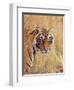 Royal Bengal Tiger Watching, Ranthambhor National Park, India-Jagdeep Rajput-Framed Premium Photographic Print