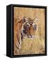 Royal Bengal Tiger Watching, Ranthambhor National Park, India-Jagdeep Rajput-Framed Stretched Canvas