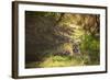 Royal Bengal Tiger-Janette Hill-Framed Photographic Print