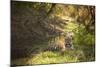 Royal Bengal Tiger-Janette Hill-Mounted Photographic Print