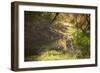 Royal Bengal Tiger-Janette Hill-Framed Photographic Print