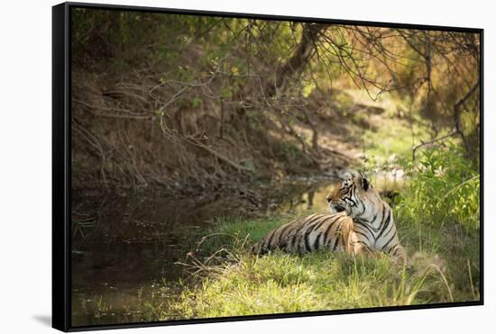 Royal Bengal Tiger-Janette Hill-Framed Stretched Canvas