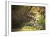 Royal Bengal Tiger-Janette Hill-Framed Photographic Print