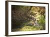 Royal Bengal Tiger-Janette Hill-Framed Photographic Print