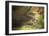 Royal Bengal Tiger-Janette Hill-Framed Photographic Print