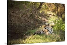 Royal Bengal Tiger-Janette Hill-Stretched Canvas