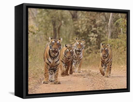 Royal Bengal Tigers On The Track, Ranthambhor National Park, India-Jagdeep Rajput-Framed Stretched Canvas