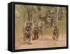 Royal Bengal Tigers On The Track, Ranthambhor National Park, India-Jagdeep Rajput-Framed Stretched Canvas