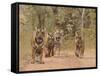 Royal Bengal Tigers On The Track, Ranthambhor National Park, India-Jagdeep Rajput-Framed Stretched Canvas