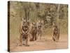 Royal Bengal Tigers On The Track, Ranthambhor National Park, India-Jagdeep Rajput-Stretched Canvas