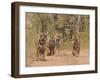 Royal Bengal Tigers On The Track, Ranthambhor National Park, India-Jagdeep Rajput-Framed Premium Photographic Print