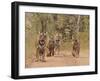 Royal Bengal Tigers On The Track, Ranthambhor National Park, India-Jagdeep Rajput-Framed Premium Photographic Print