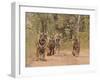 Royal Bengal Tigers On The Track, Ranthambhor National Park, India-Jagdeep Rajput-Framed Premium Photographic Print