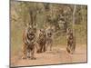 Royal Bengal Tigers On The Track, Ranthambhor National Park, India-Jagdeep Rajput-Mounted Premium Photographic Print