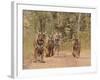 Royal Bengal Tigers On The Track, Ranthambhor National Park, India-Jagdeep Rajput-Framed Photographic Print