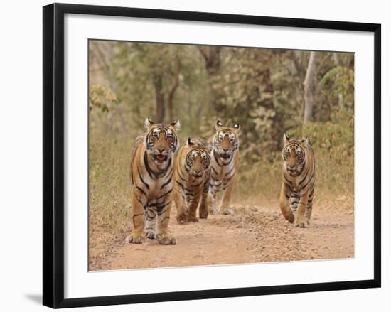 Royal Bengal Tigers On The Track, Ranthambhor National Park, India-Jagdeep Rajput-Framed Photographic Print