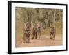 Royal Bengal Tigers On The Track, Ranthambhor National Park, India-Jagdeep Rajput-Framed Photographic Print