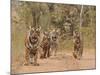 Royal Bengal Tigers On The Track, Ranthambhor National Park, India-Jagdeep Rajput-Mounted Photographic Print
