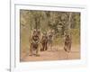 Royal Bengal Tigers On The Track, Ranthambhor National Park, India-Jagdeep Rajput-Framed Photographic Print