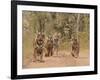 Royal Bengal Tigers On The Track, Ranthambhor National Park, India-Jagdeep Rajput-Framed Photographic Print