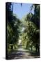 Royal Botanical Gardens, Peradeniya, Kandy, Sri Lanka, Asia-Simon Montgomery-Stretched Canvas