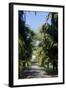 Royal Botanical Gardens, Peradeniya, Kandy, Sri Lanka, Asia-Simon Montgomery-Framed Photographic Print