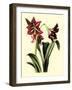 Royal Botanical Study I-B Cotton-Framed Art Print