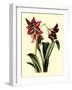 Royal Botanical Study I-B Cotton-Framed Art Print