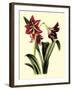 Royal Botanical Study I-B Cotton-Framed Art Print