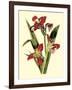 Royal Botanical Study II-B Cotton-Framed Art Print