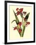 Royal Botanical Study II-B Cotton-Framed Art Print