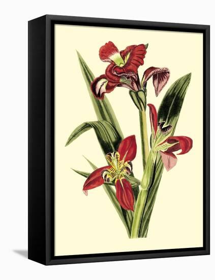 Royal Botanical Study II-B Cotton-Framed Stretched Canvas