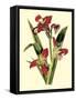 Royal Botanical Study II-B Cotton-Framed Stretched Canvas