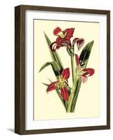 Royal Botanical Study II-B Cotton-Framed Art Print