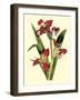 Royal Botanical Study II-B Cotton-Framed Art Print