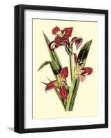 Royal Botanical Study II-B Cotton-Framed Art Print